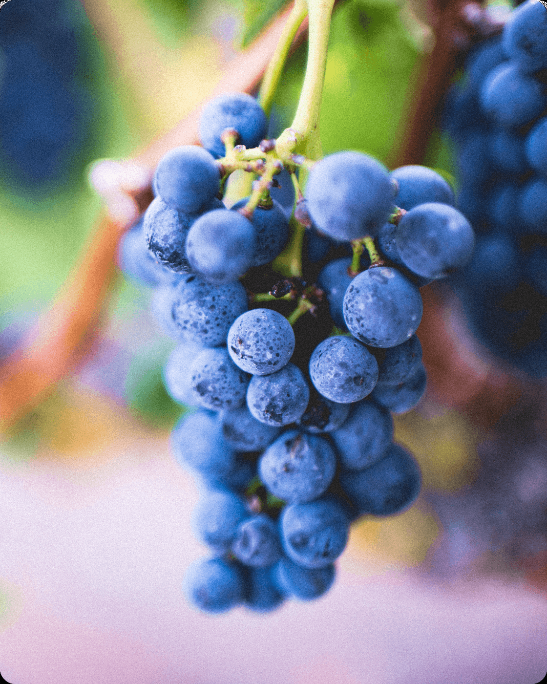 Racimo de uvas listo para la vendimia